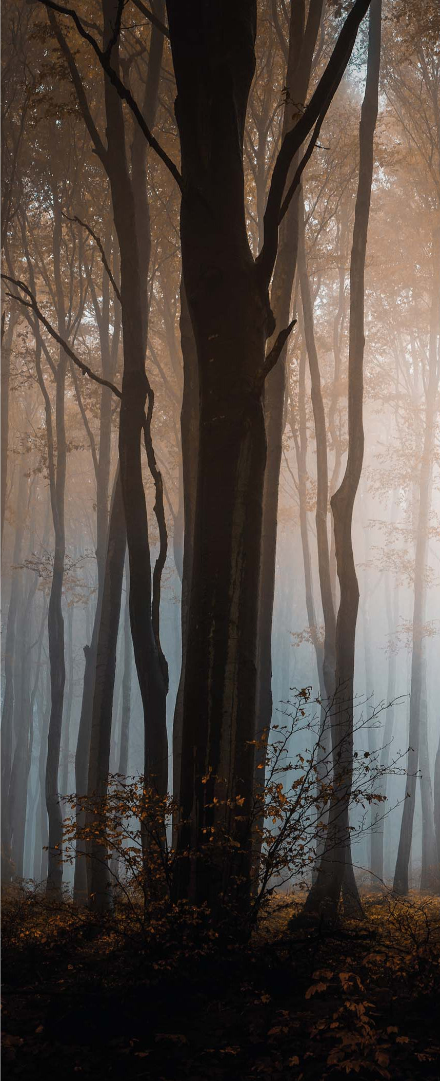 Altro Whiterock Digiclad Kit Autumn Woodland 1 - Altrodirect