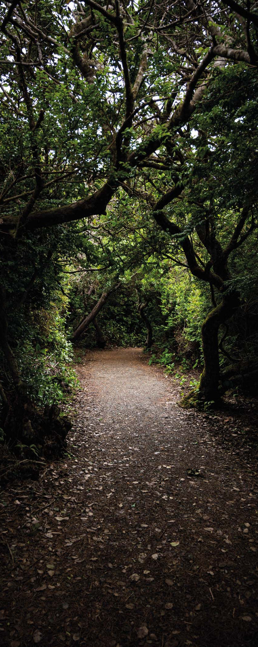 Altro Whiterock Digiclad Kit Summer Woodland 2 - Altrodirect
