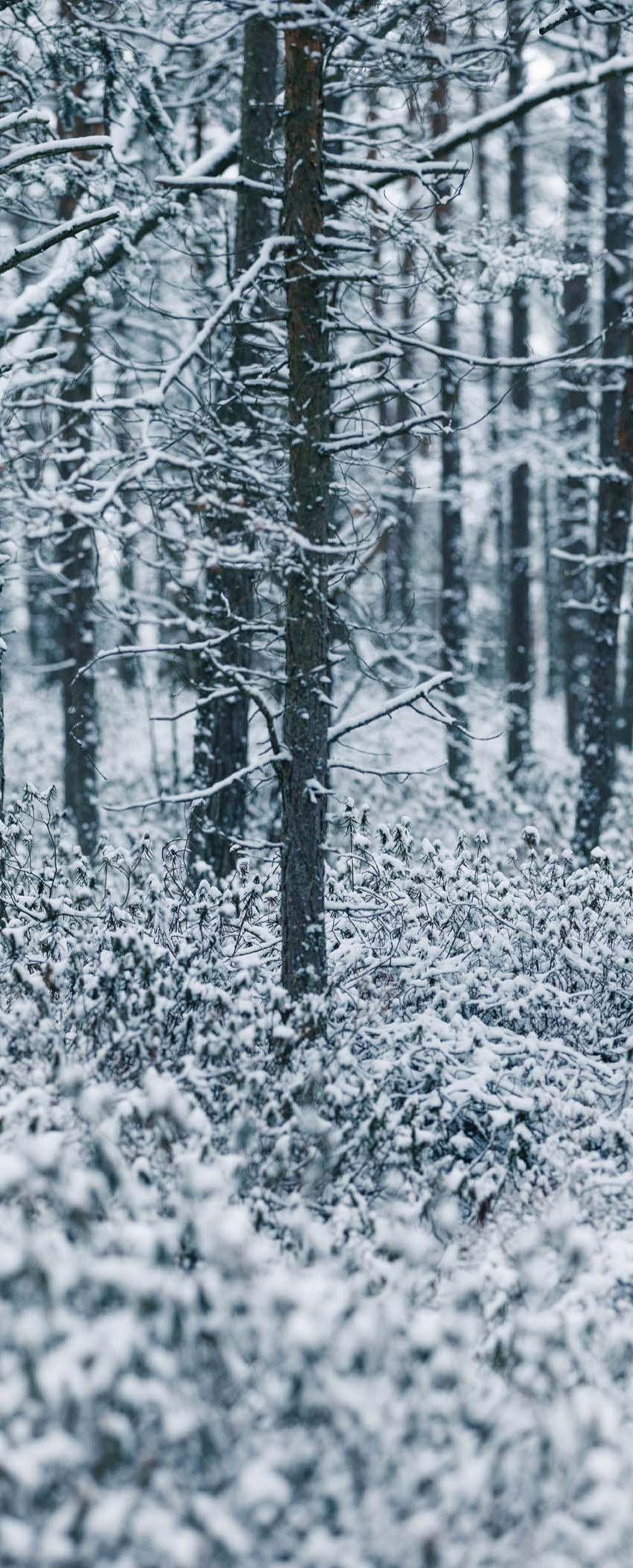 Altro Whiterock Digiclad Kit Winter Woodland 1 - Altrodirect